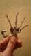 BRAD_ROTT - avatar